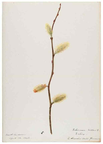 Reproducción/Reproduction 48787999982: [Water-color sketches of plants of North America and Europe]. . 
