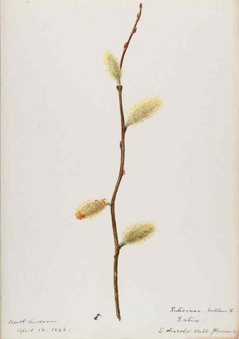 Reproducción/Reproduction 48787999982: [Water-color sketches of plants of North America and Europe]. . 