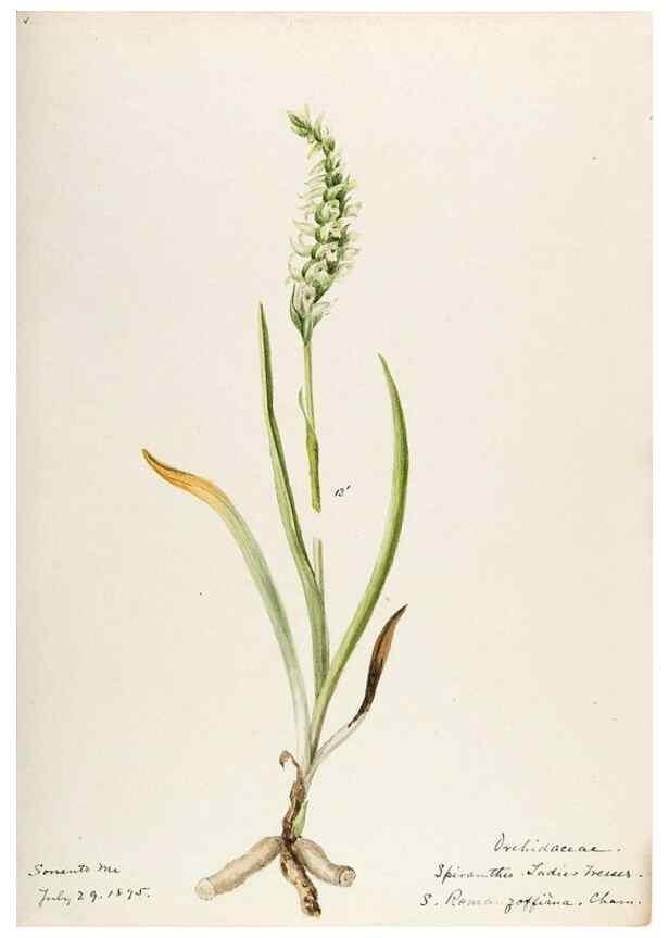 Reproducción/Reproduction 48787970762: [Water-color sketches of plants of North America and Europe]. . 