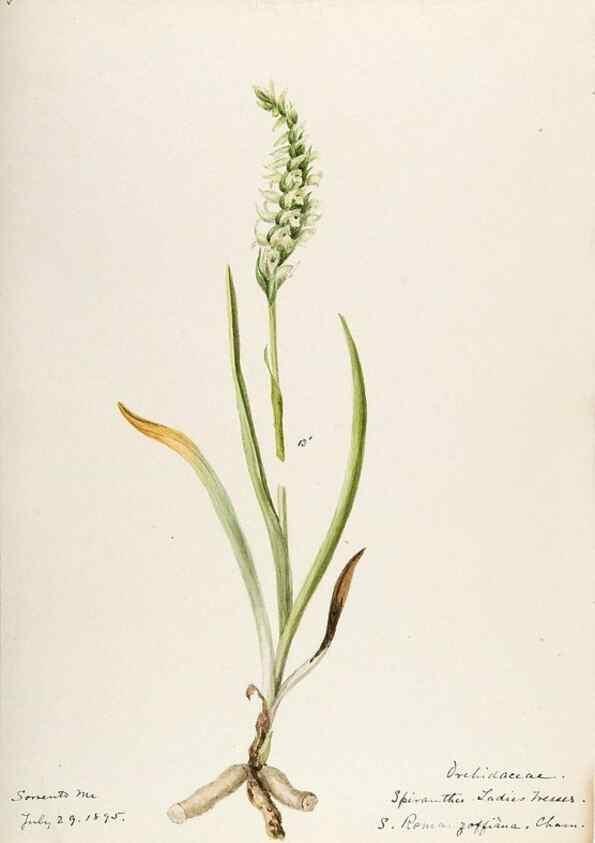 Reproducción/Reproduction 48787970762: [Water-color sketches of plants of North America and Europe]. . 