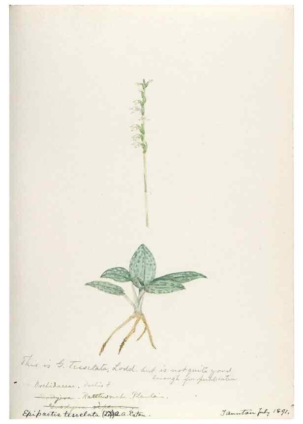 Reproducción/Reproduction 48787461528: [Water-color sketches of plants of North America and Europe]. . 