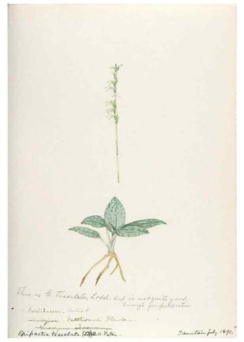 Reproducción/Reproduction 48787461528: [Water-color sketches of plants of North America and Europe]. . 