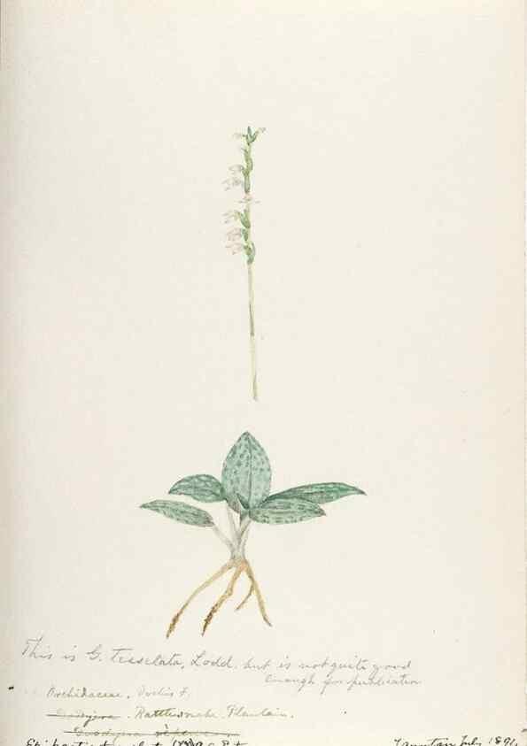 Reproducción/Reproduction 48787461528: [Water-color sketches of plants of North America and Europe]. . 