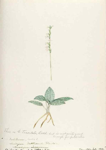 Reproducción/Reproduction 48787461528: [Water-color sketches of plants of North America and Europe]. . 