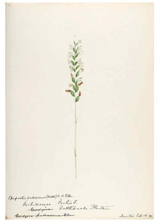 Reproducción/Reproduction 48787821911: [Water-color sketches of plants of North America and Europe]. . 