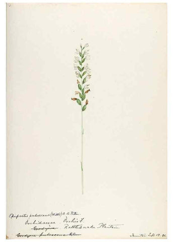 Reproducción/Reproduction 48787821911: [Water-color sketches of plants of North America and Europe]. . 