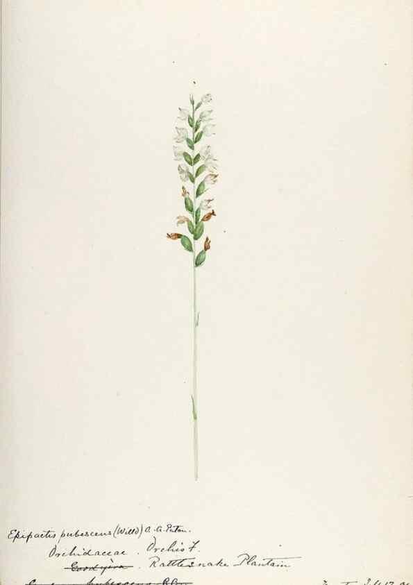 Reproducción/Reproduction 48787821911: [Water-color sketches of plants of North America and Europe]. . 