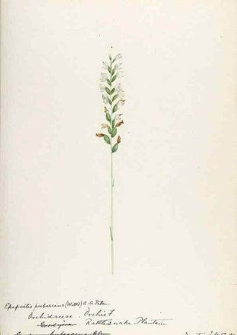 Reproducción/Reproduction 48787821911: [Water-color sketches of plants of North America and Europe]. . 