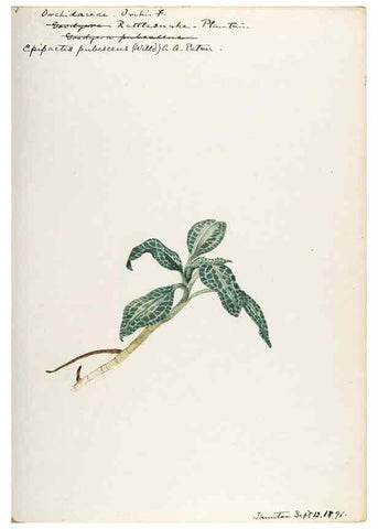 Reproducción/Reproduction 48787822276: [Water-color sketches of plants of North America and Europe]. . 