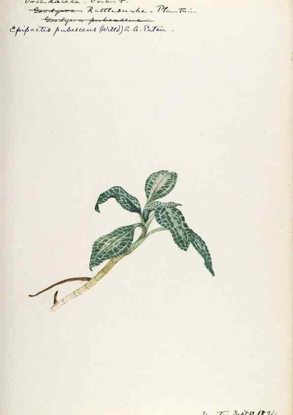 Reproducción/Reproduction 48787822276: [Water-color sketches of plants of North America and Europe]. . 