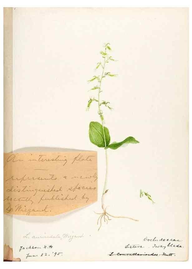 Reproducción/Reproduction 48787972102: [Water-color sketches of plants of North America and Europe]. . 