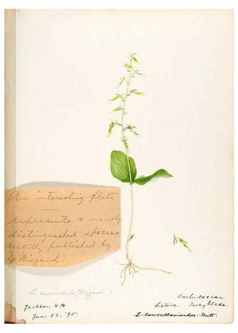 Reproducción/Reproduction 48787972102: [Water-color sketches of plants of North America and Europe]. . 