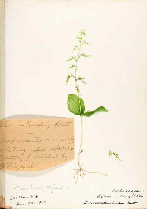 Reproducción/Reproduction 48787972102: [Water-color sketches of plants of North America and Europe]. . 