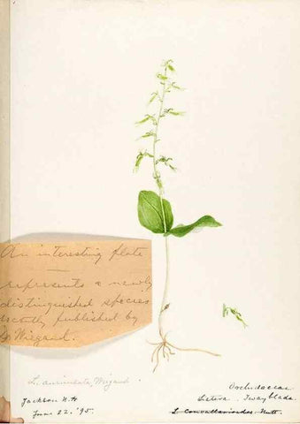 Reproducción/Reproduction 48787972102: [Water-color sketches of plants of North America and Europe]. . 
