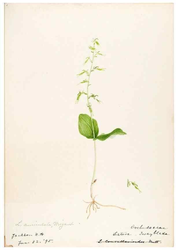 Reproducción/Reproduction 48787823041: [Water-color sketches of plants of North America and Europe]. . 