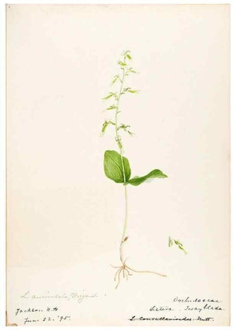 Reproducción/Reproduction 48787823041: [Water-color sketches of plants of North America and Europe]. . 