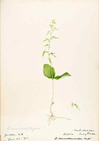 Reproducción/Reproduction 48787823041: [Water-color sketches of plants of North America and Europe]. . 