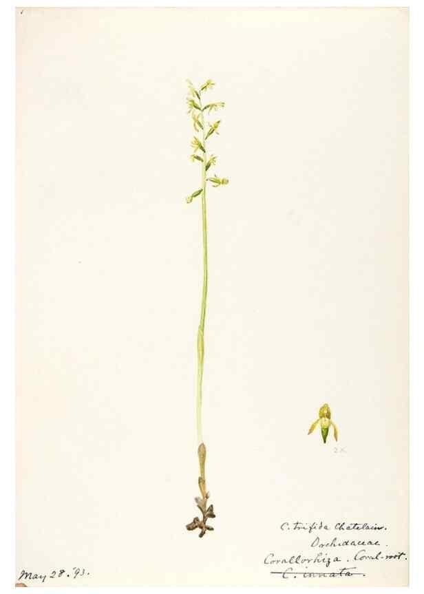 Reproducción/Reproduction 48787972732: [Water-color sketches of plants of North America and Europe]. . 