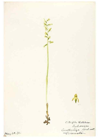 Reproducción/Reproduction 48787972732: [Water-color sketches of plants of North America and Europe]. . 