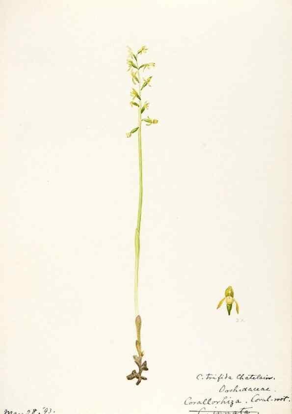 Reproducción/Reproduction 48787972732: [Water-color sketches of plants of North America and Europe]. . 