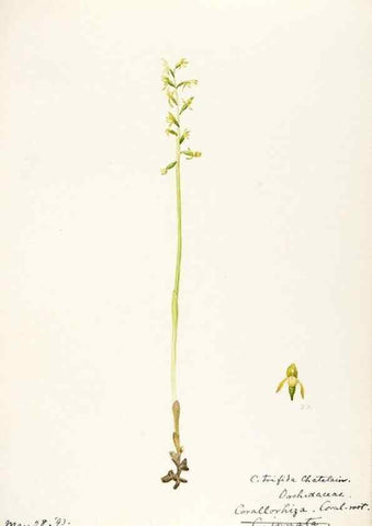 Reproducción/Reproduction 48787972732: [Water-color sketches of plants of North America and Europe]. . 