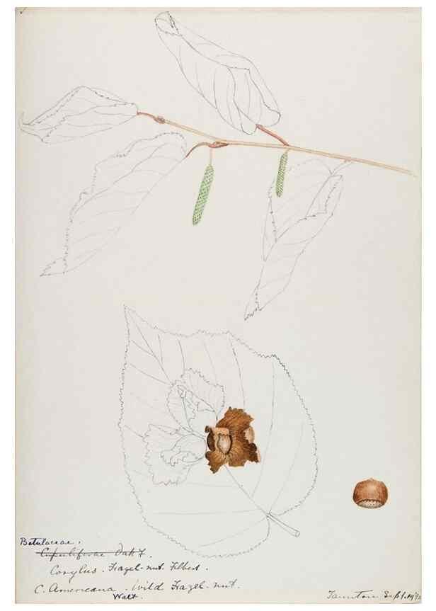 Reproducción/Reproduction 48788005462: [Water-color sketches of plants of North America and Europe]. . 