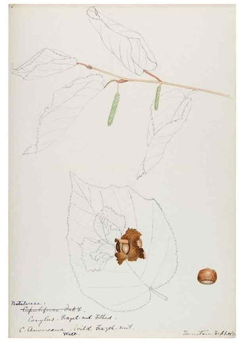 Reproducción/Reproduction 48788005462: [Water-color sketches of plants of North America and Europe]. . 