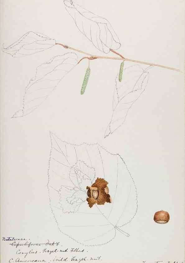 Reproducción/Reproduction 48788005462: [Water-color sketches of plants of North America and Europe]. . 