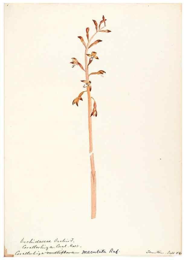 Reproducción/Reproduction 48787973057: [Water-color sketches of plants of North America and Europe]. . 