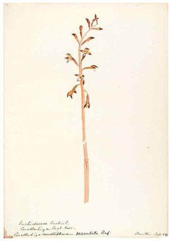 Reproducción/Reproduction 48787973057: [Water-color sketches of plants of North America and Europe]. . 