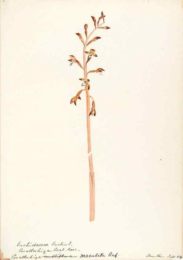 Reproducción/Reproduction 48787973057: [Water-color sketches of plants of North America and Europe]. . 