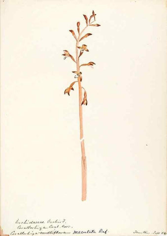 Reproducción/Reproduction 48787973057: [Water-color sketches of plants of North America and Europe]. . 