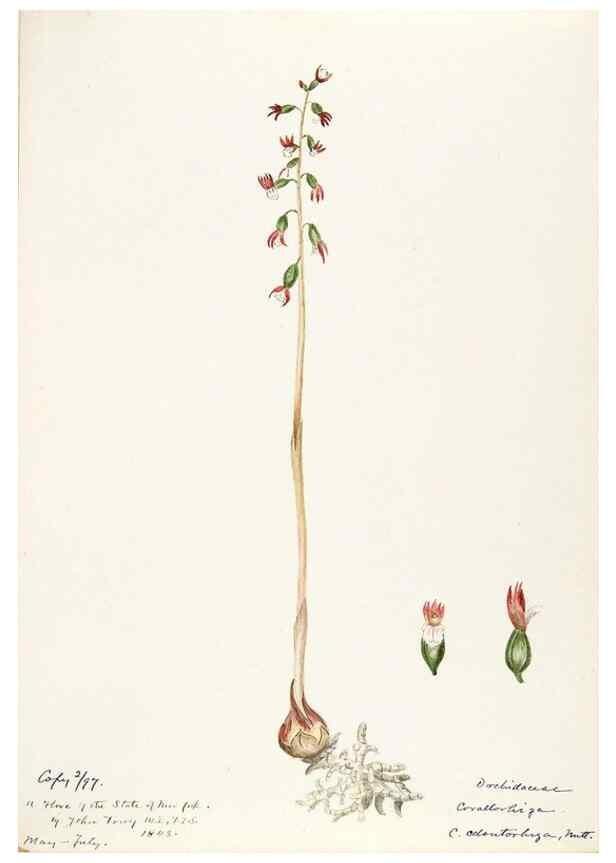 Reproducción/Reproduction 48787464038: [Water-color sketches of plants of North America and Europe]. . 