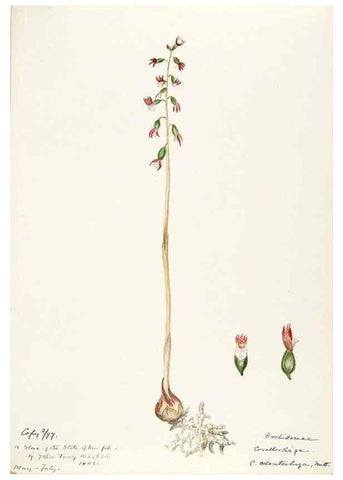 Reproducción/Reproduction 48787464038: [Water-color sketches of plants of North America and Europe]. . 