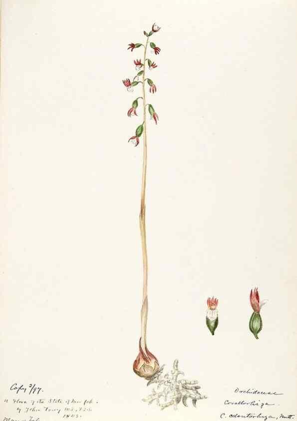 Reproducción/Reproduction 48787464038: [Water-color sketches of plants of North America and Europe]. . 