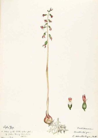 Reproducción/Reproduction 48787464038: [Water-color sketches of plants of North America and Europe]. . 