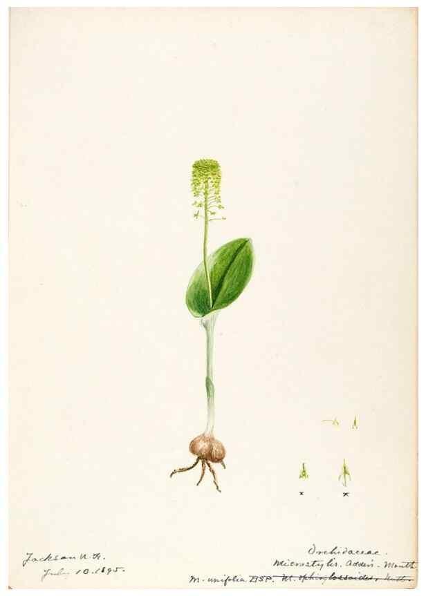 Reproducción/Reproduction 48787464348: [Water-color sketches of plants of North America and Europe]. . 