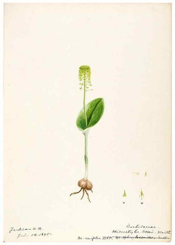 Reproducción/Reproduction 48787464348: [Water-color sketches of plants of North America and Europe]. . 