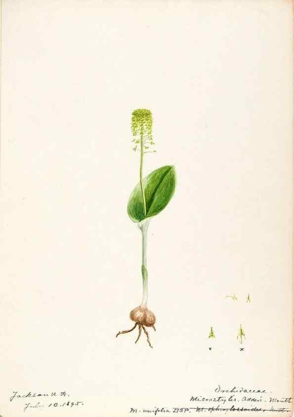 Reproducción/Reproduction 48787464348: [Water-color sketches of plants of North America and Europe]. . 