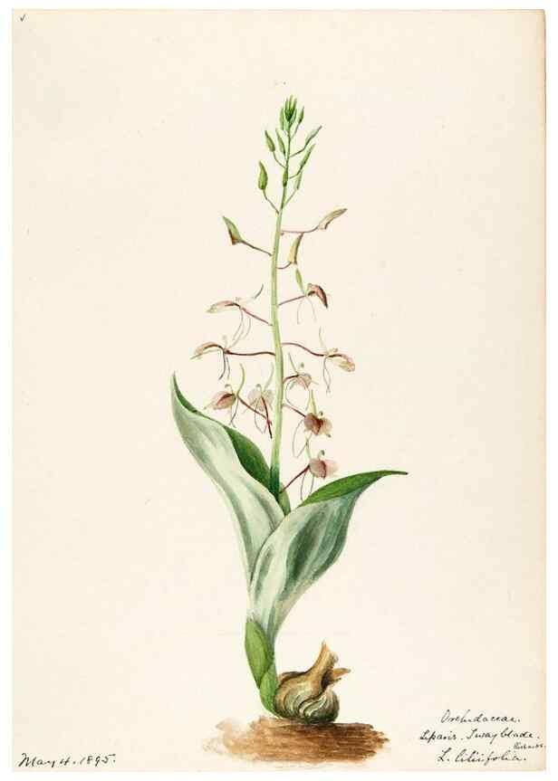 Reproducción/Reproduction 48787464678: [Water-color sketches of plants of North America and Europe]. . 