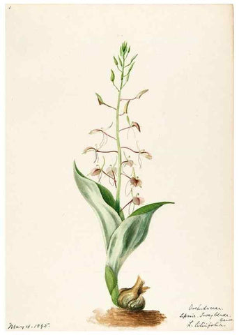 Reproducción/Reproduction 48787464678: [Water-color sketches of plants of North America and Europe]. . 