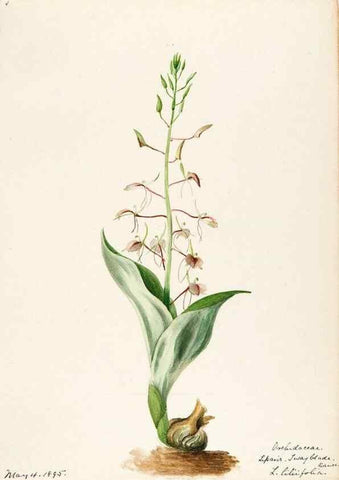 Reproducción/Reproduction 48787464678: [Water-color sketches of plants of North America and Europe]. . 