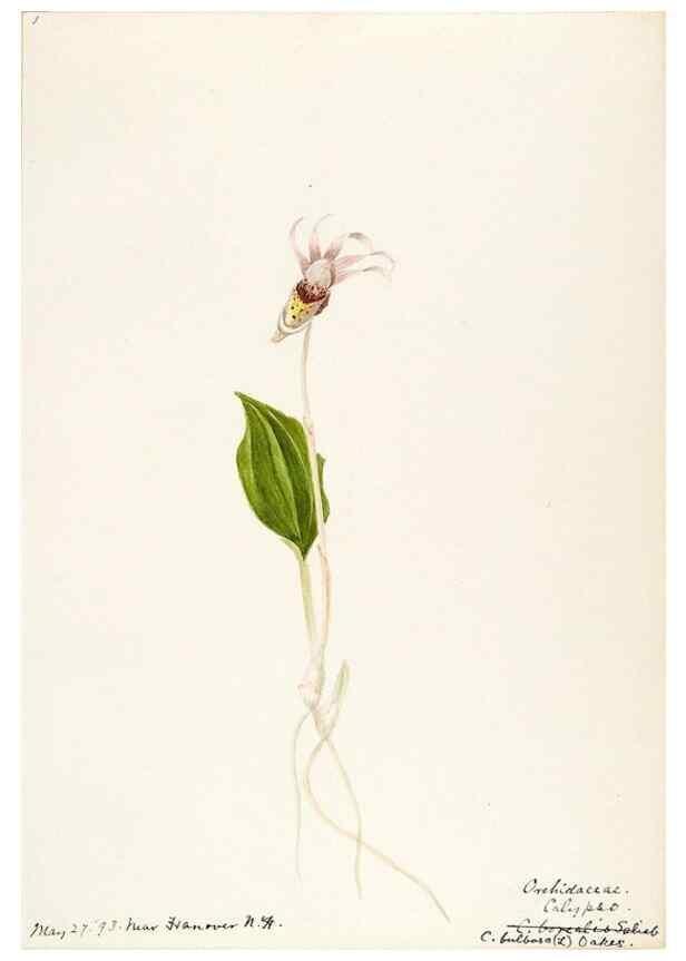 Reproducción/Reproduction 48787825306: [Water-color sketches of plants of North America and Europe]. . 