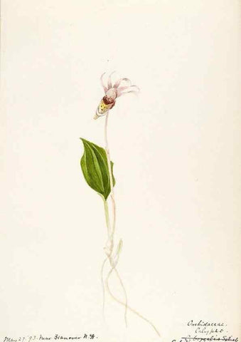 Reproducción/Reproduction 48787825306: [Water-color sketches of plants of North America and Europe]. . 