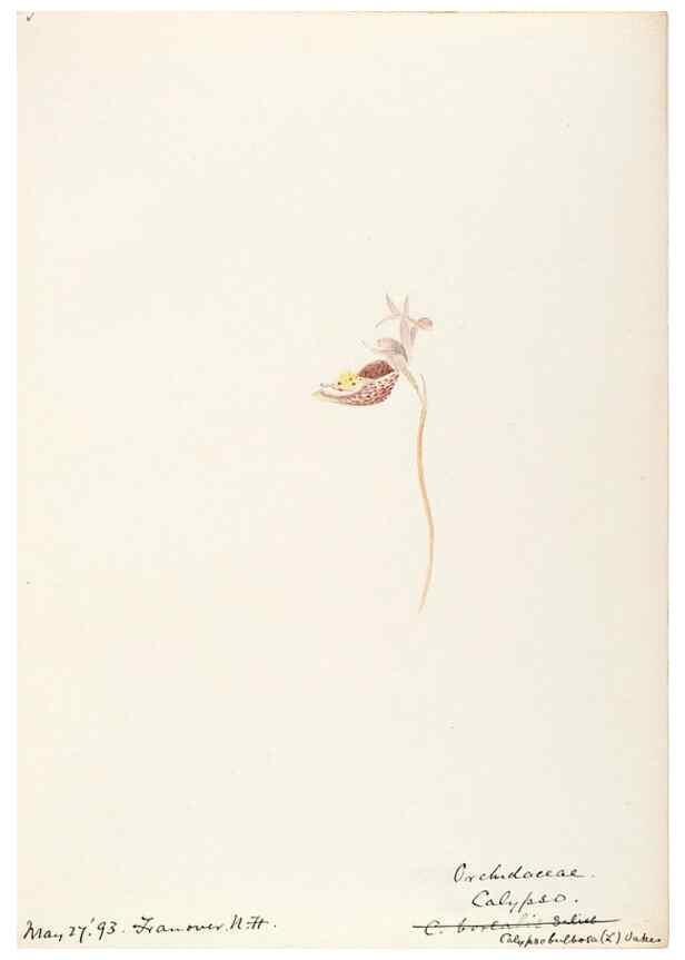 Reproducción/Reproduction 48787974887: [Water-color sketches of plants of North America and Europe]. . 