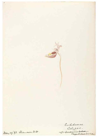 Reproducción/Reproduction 48787974887: [Water-color sketches of plants of North America and Europe]. . 