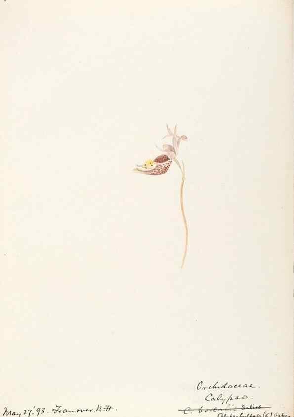 Reproducción/Reproduction 48787974887: [Water-color sketches of plants of North America and Europe]. . 