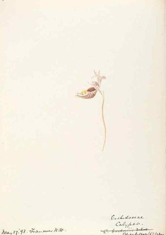 Reproducción/Reproduction 48787974887: [Water-color sketches of plants of North America and Europe]. . 