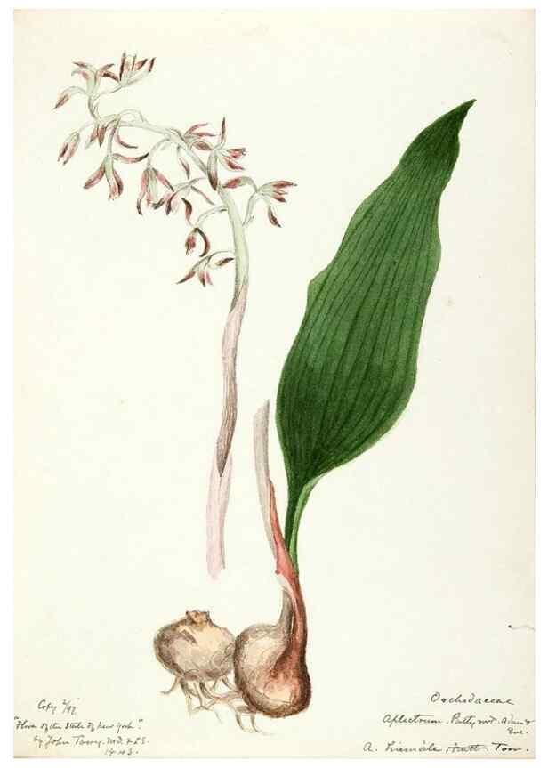 Reproducción/Reproduction 48787825821: [Water-color sketches of plants of North America and Europe]. . 