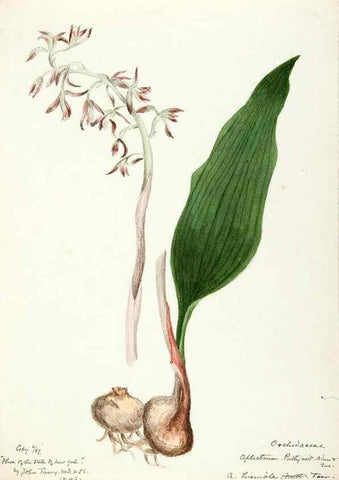 Reproducción/Reproduction 48787825821: [Water-color sketches of plants of North America and Europe]. . 